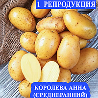 Семенной картофель Ранний посадочный картофель Семенная картошка сорта КОРОЛЕВА АННА 1 репродукции