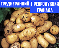 Насіннєва картопля Рання посадкова картопля сорту ГРАНАДА 1 репродукції