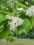 Катальпа північна, Catalpa speciosa, 350 см, фото 5