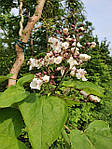 Катальпа північна, Catalpa speciosa, 350 см, фото 7