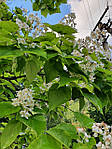 Катальпа північна, Catalpa speciosa, 350 см, фото 9