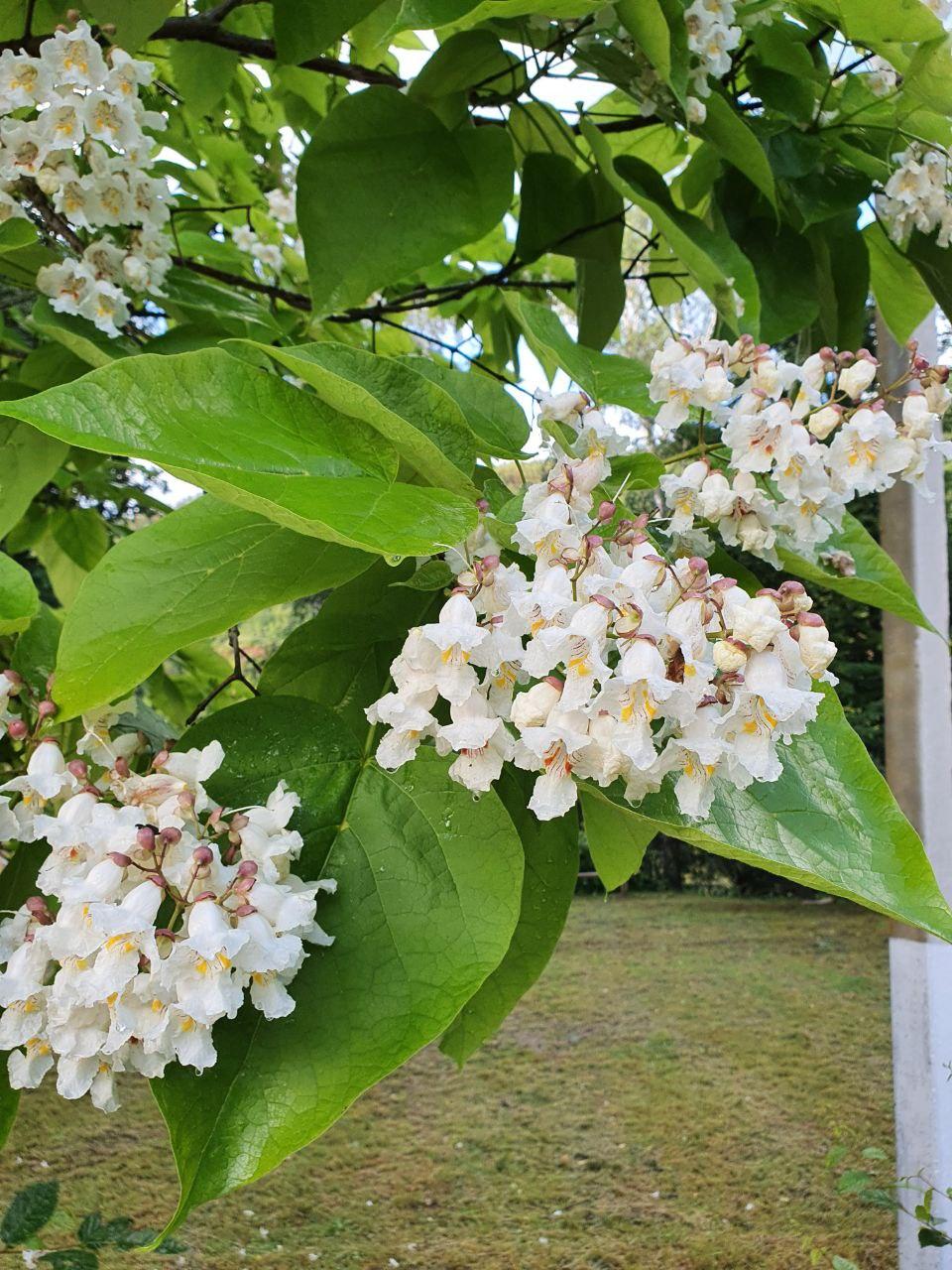 Катальпа північна, Catalpa speciosa, 350 см
