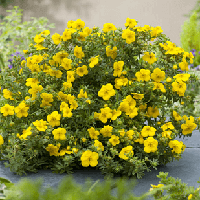 Саженцы Лапчатки кустарниковой Белла Линдси (Potentilla Bella Lindsey) Р9