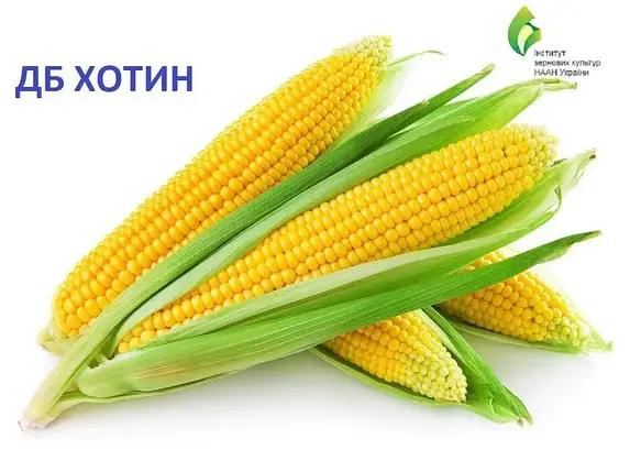 Насіння кукурудзи гібрид ХОТІН, ФАО 280, — 1кг (Український гібрид), фото 1
