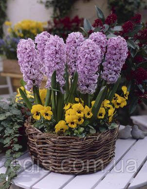 Гіацинт Splendid Cornelia (Сплендід Корнилія) 1 цибулина 15/16, фото 1