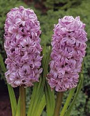 Гіацинт Splendid Cornelia (Сплендід Корнилія) 1 цибулина 15/16, фото 4