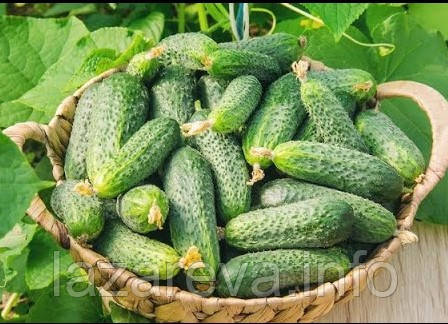 Насіння огірка Ніжинський місцевий 0,5 гр, фото 1