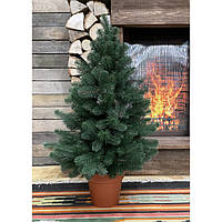 Ялинка 90 см лита в горщику зелена HVOYA