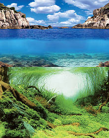 Фон двосторонній щільний, Aqua Nova, Plants/Ocean, 60х150 см.