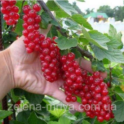 Смородина червона Ровада