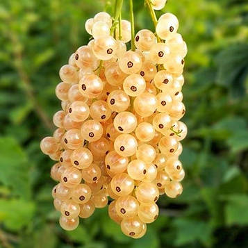 Смородина біла Сніжана