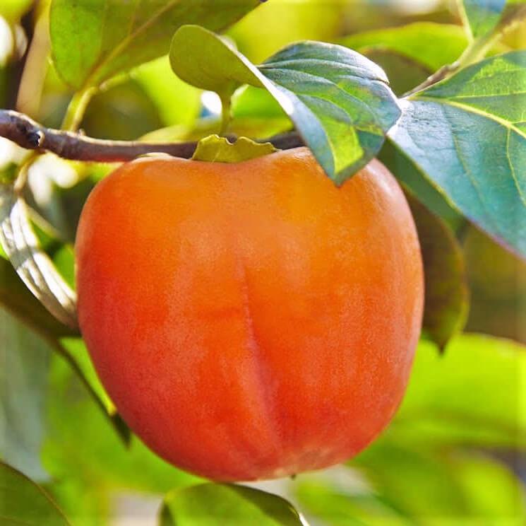 Хурма Персимон (однорічна) - привита, середня, самоплідна, солодка, фото 1