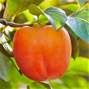 Хурма Персимон (дворічна) - привита, середня, самоплідна, солодка
