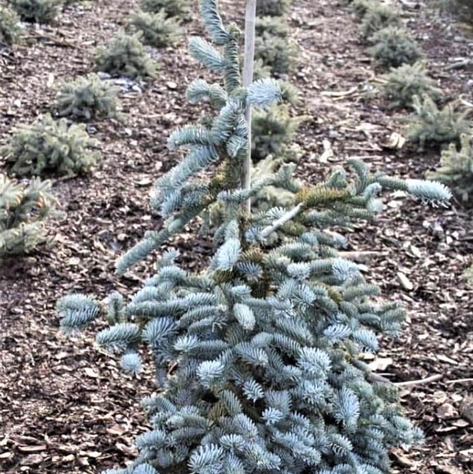 Саджанці Ялиці високорослої Глаука, 4-х річна (Abies Procera Glauca) С3