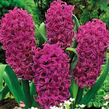 Гіацинт Woodstock (Вудсток) 1 цибулина (калібр 14/15 - великий)