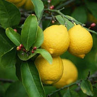 Саженцы лимона Ташкентский 2летний - самоопыляющийся, крупноплодный, ремонтантный