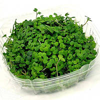 Насіння Гірчиця (жовта) мікрогрін (Україна)