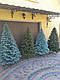 Висока елітна штучна лита ялинка 4 м преміумкласу Poeal No 18, Святкова новорічна ялинка, фото 3