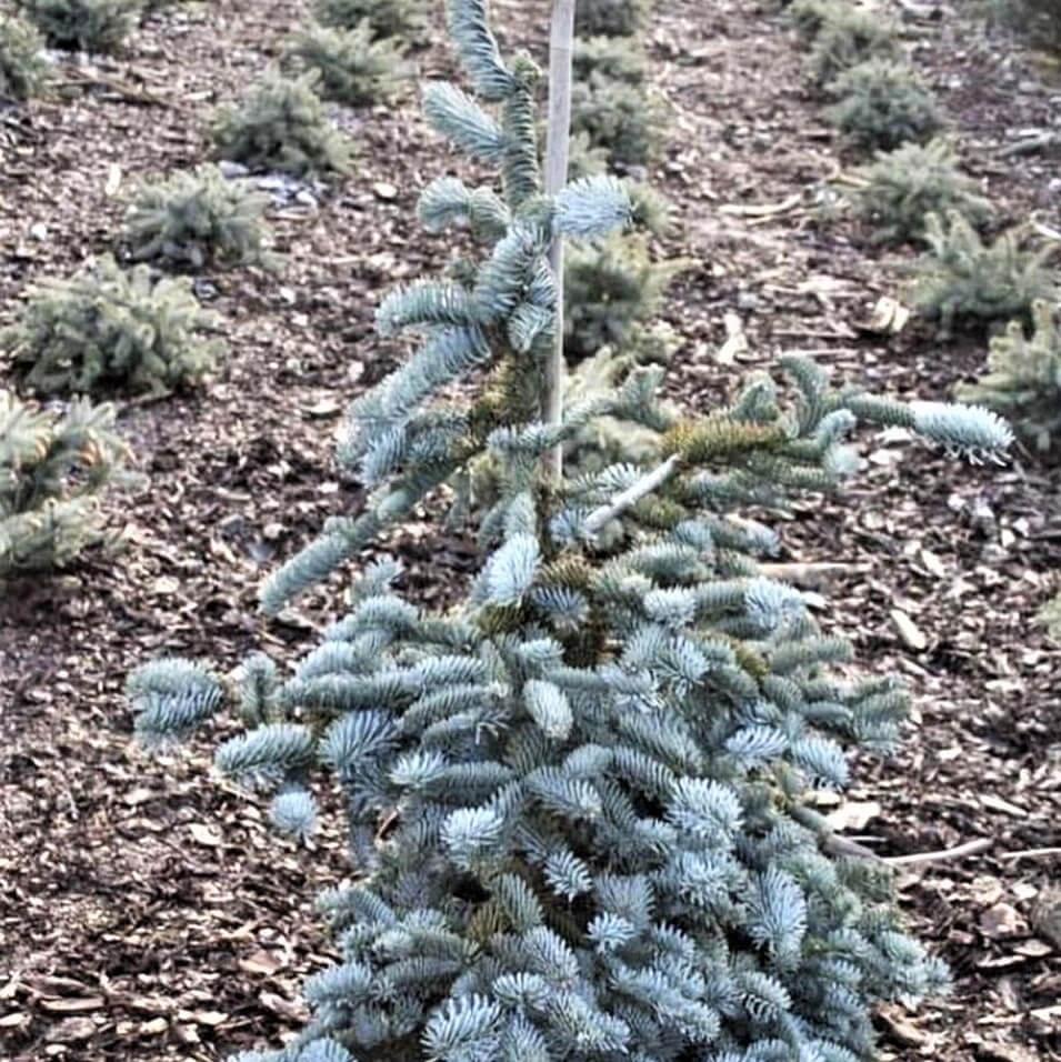 Саджанці Ялиці високорослої Глаука (Abies Procera Glauca) С3