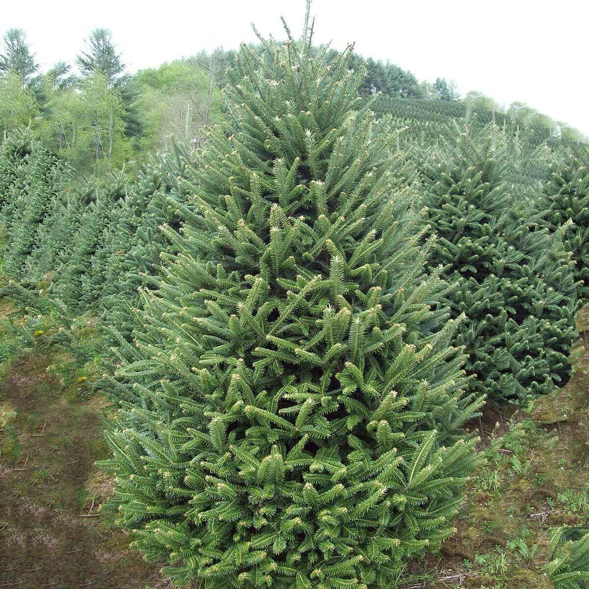 Саджанці Ялиці бальзамічної (Abies balsamea) Р9