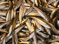 Ферина чорноморська (атерина чорноморська) опт розмір 6-8см см - 80грн\кг