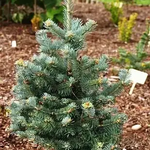 Саджанці Ялиці субальпійської Міколас, 4-х річна (Abies lasiocarpa Mikolas) С3