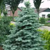 Саженцы Пихты одноцветной Глаука (Abies concolor Glauca) Р9