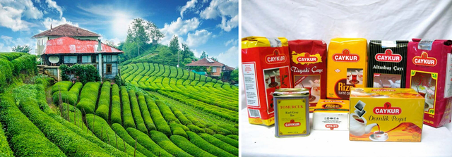 турецький чай caykur види