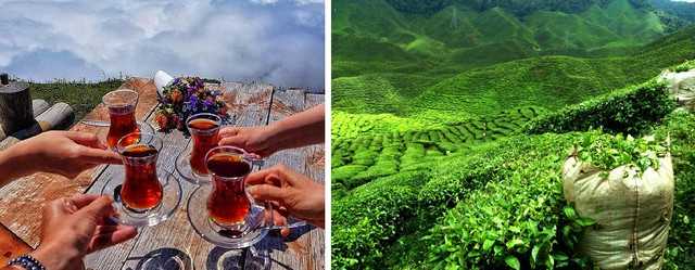 турецький чай caykur де росте?