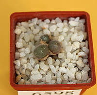 Конофитум Conophytum stephanii SB1120 D12-15 mm