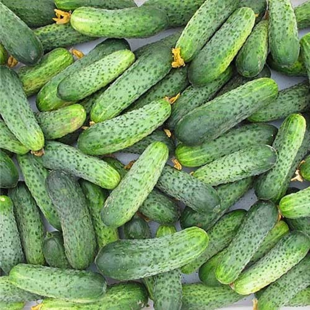 Огірок Кріспіна F1, Nunhems, 10 шт, фото 1