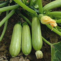 Кабачок Іскандер F1, Seminis, 5 шт