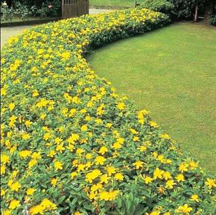Саджанці Звіробою чагарникового Хідкоут (Hypericum Hidcote Gold) Р9