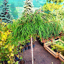 Туя складчаста Кагерс Бьюті / Штамб h 75 / Thuja Kagers Beauty