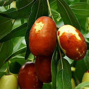 Саджанці Зизифуса Китайський-60 (2-х річний) - середній, великоплідний, зимостійкий,унабі,фініка,жужуба (сіянець)