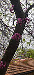 Церцис канадський, Cercis canadensis, 190 см, фото 5