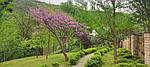 Церцис канадський, Cercis canadensis, 190 см, фото 10