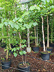 Церцис канадський, Cercis canadensis, 190 см, фото 11