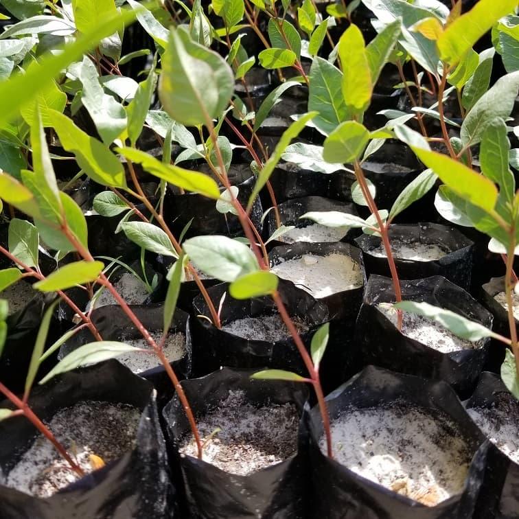 Ол жігіттің алдында еңкейді. Ретро лесбиянкалық бейне