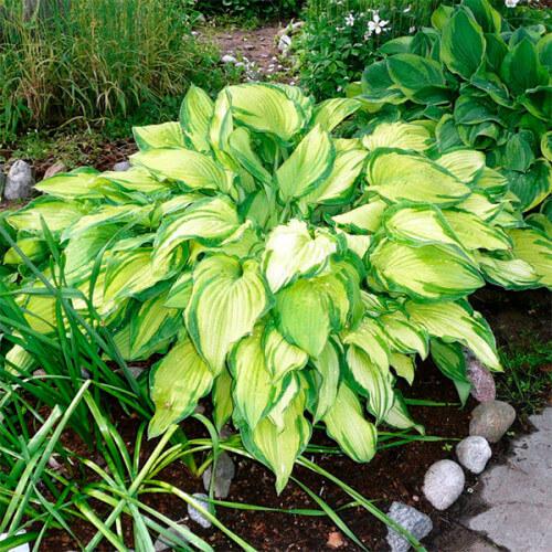 Саджанці Хости Форчуна Альбопікта (Hosta Fortunei Albopicta) P9