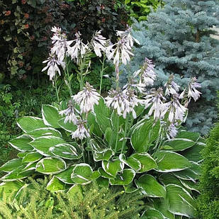 Саджанці Хости хвилястої Альбомаргіната (Hosta undulata Albomarginata) С1