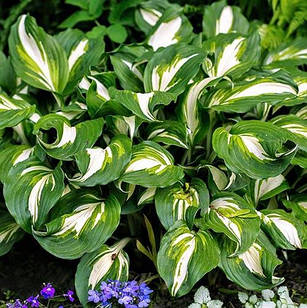 Саджанці Хости Медіоварієгата (Hosta Undulata Mediovariegata) С1