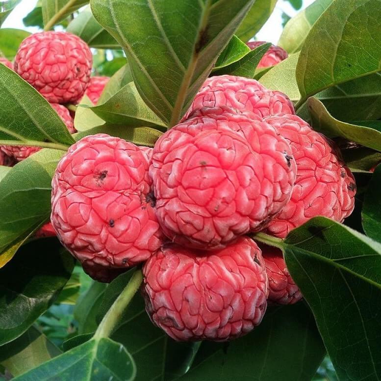 Саджанці Кудрании Бургундія - полуничне дерево (Cornus Burgundia) - дводомна, морозостійка, крупноплідна Р9