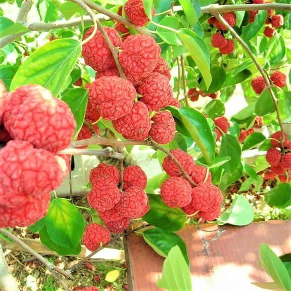 Саджанці Кудранії Норріс - полуничне дерево (Cornus Norris) - самоплідна, морозостійка, крупноплідна Р9