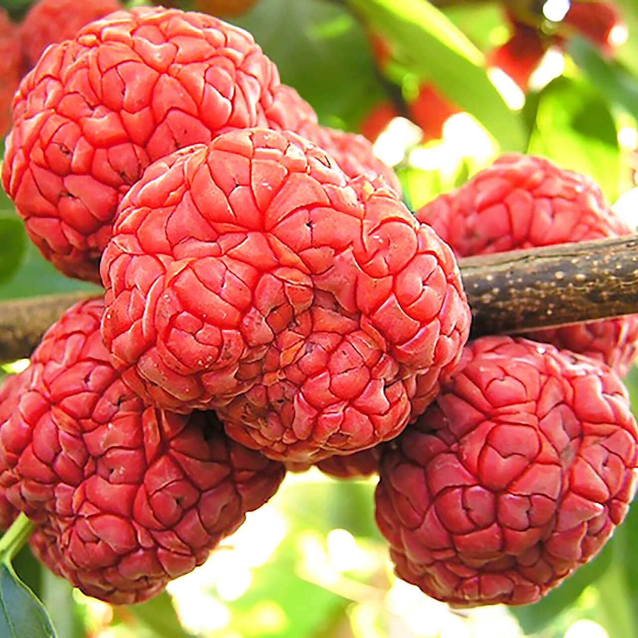 Саджанці Кудранії - полуничне дерево (Cornus tricuspidata) - дводомна, морозостійка (2-х річна) Р9