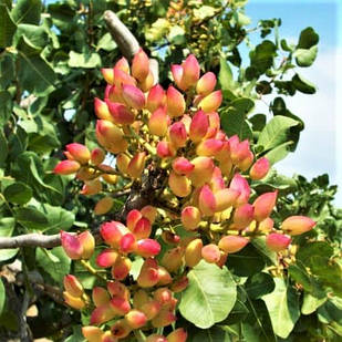 Саджанці фісташки Акбарі 2-х річна - урожайна, морозостійка, крупноплідна