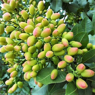 Саджанці фісташки Кале Гучі (Джамбо) 2-х річна - невибаглива, скоростигла, великоплідна