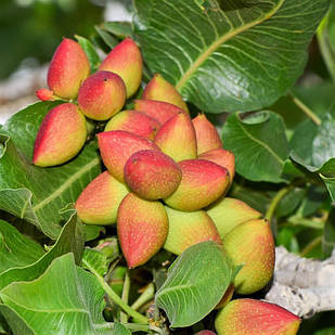 Саджанці фісташки Керман 2-х річна - невибаглива, морозостійка, крупноплідна