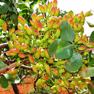 Саджанці фісташки Альбіна 2-х річна - невибаглива, скоростигла, великоплідна