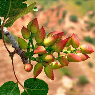 Саджанці Фісташки Гірська Перлина 2-х річна - великоплідна, солодка, невибаглива